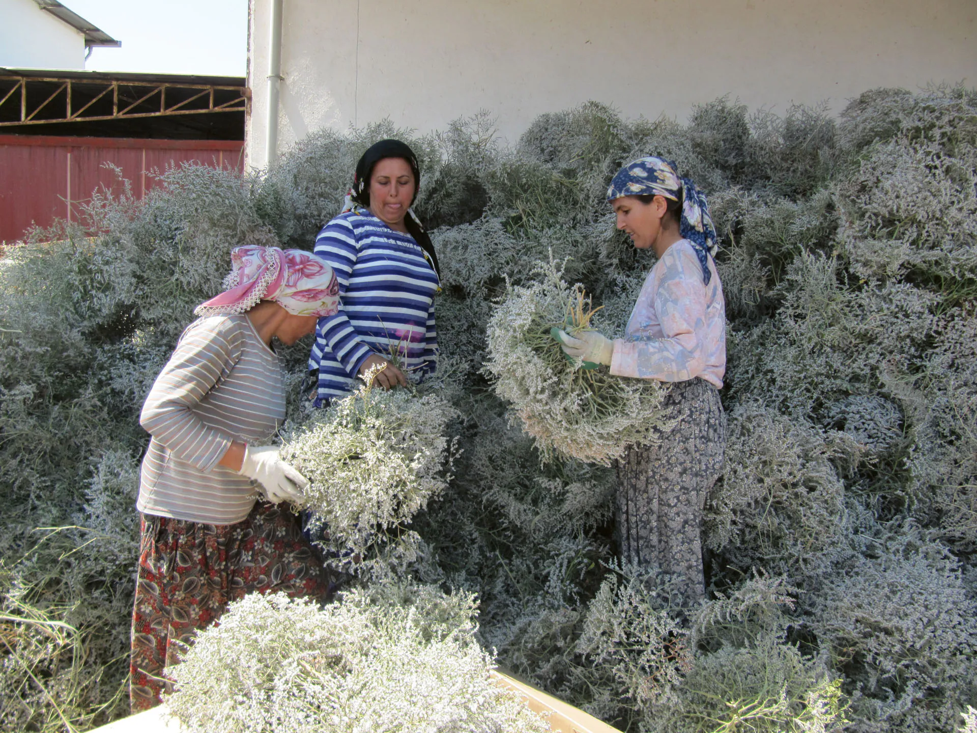 La production turque — Fabrication artisanale à base de cônes, de ruscus et de fleurs séchées