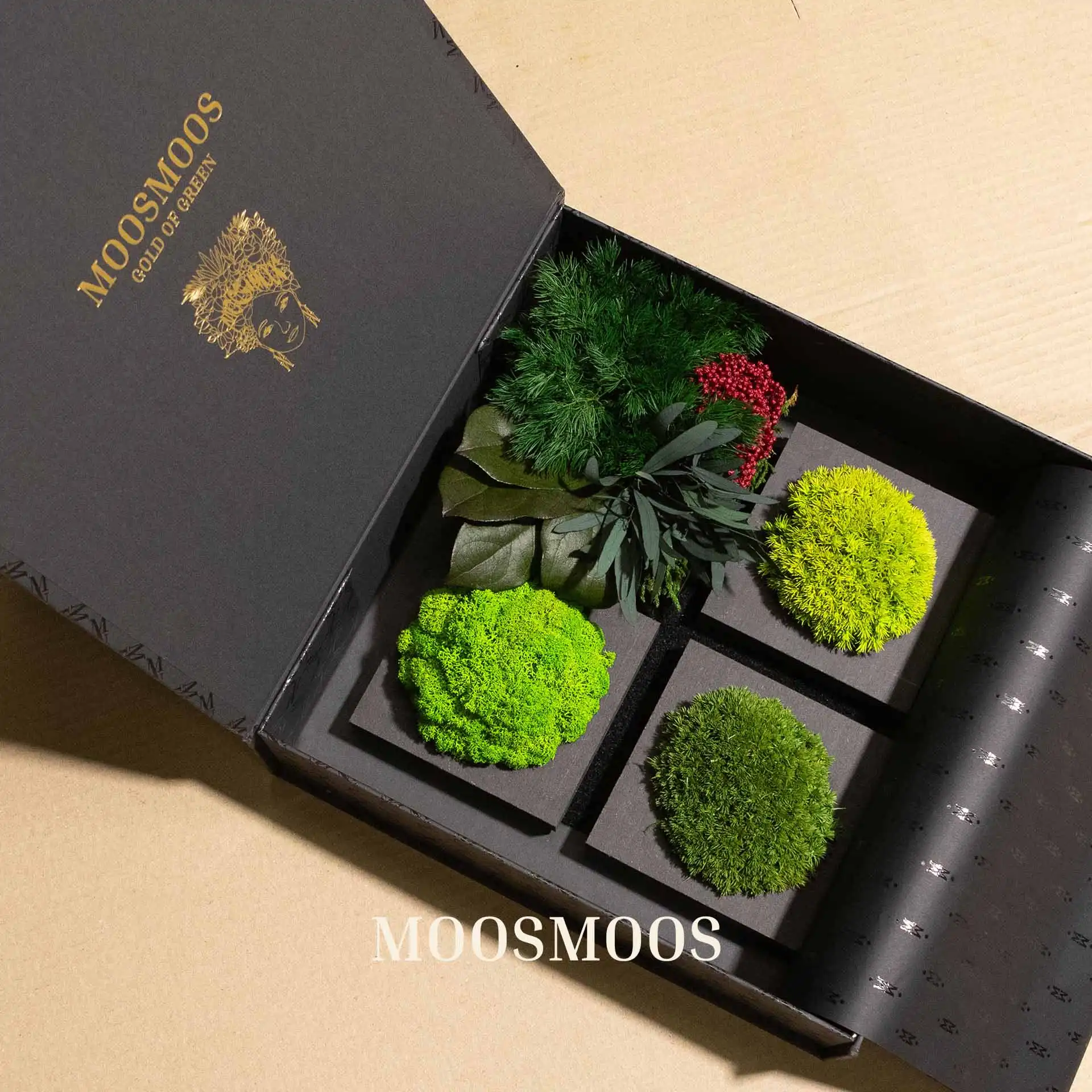 Boîte d’échantillons MOOSMOOS ouverte, contenant des échantillons de mousse d’Islande, de mousse en boules et de plantes de jungle