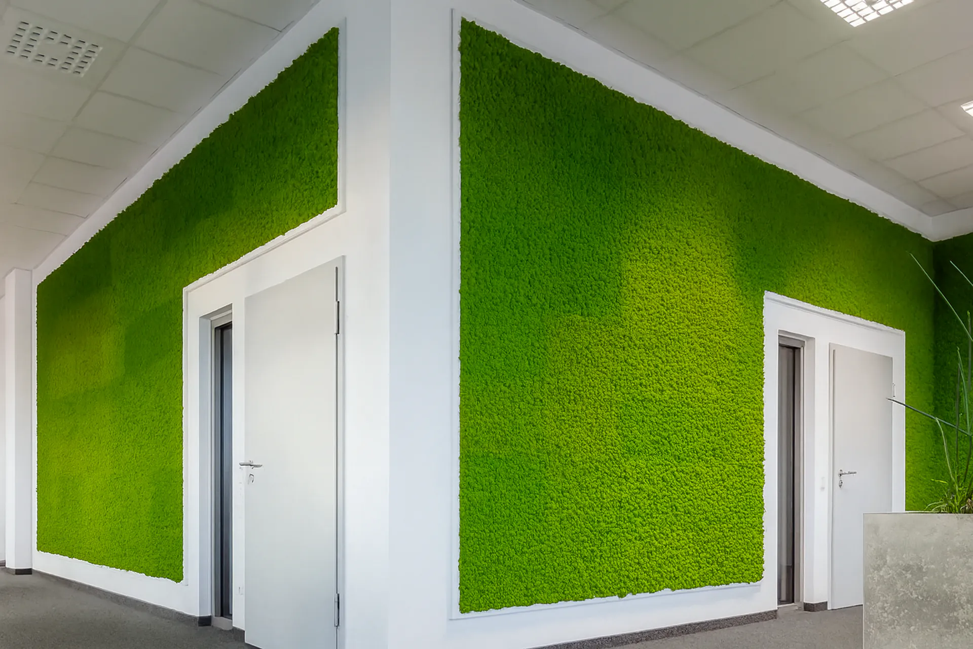 Mur en mousse pour bureau et réception — Murs végétaux de MOOSMOOS