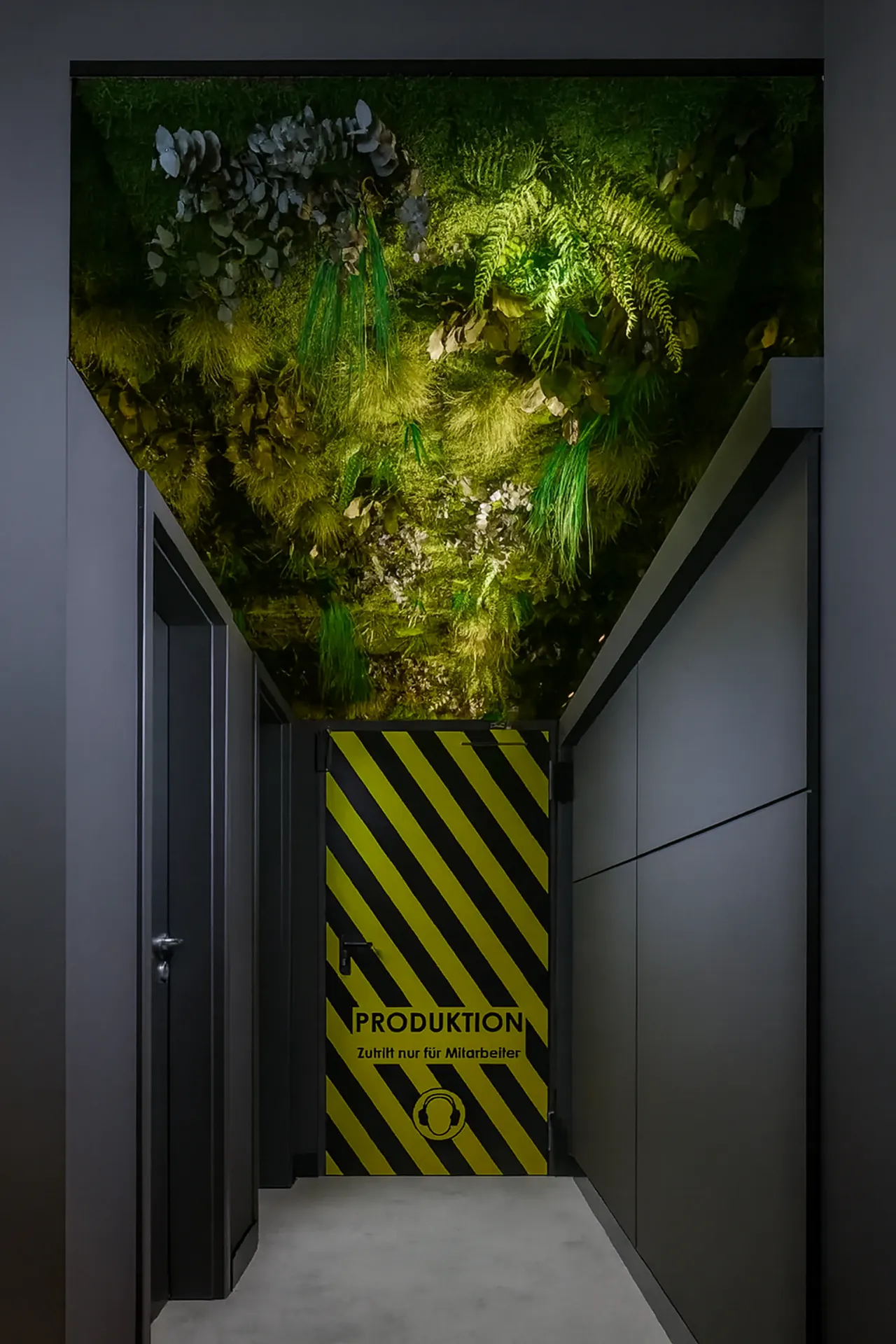 Installation dans le showroom « plafond en mousse » — Végétalisation de plafond par MOOSMOOS